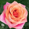Роза чайно-гибридная Черри Бренди фото 2 