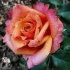 Роза чайно-гибридная Черри Бренди фото 3 
