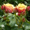 Роза чайно-гибридная Черри Бренди фото 1 