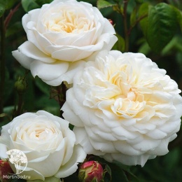 Роза парковая Транквилити