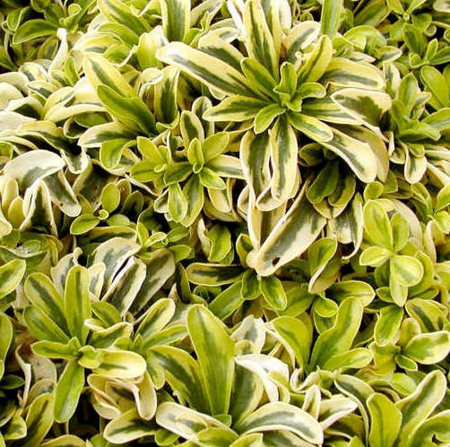 Порно видео