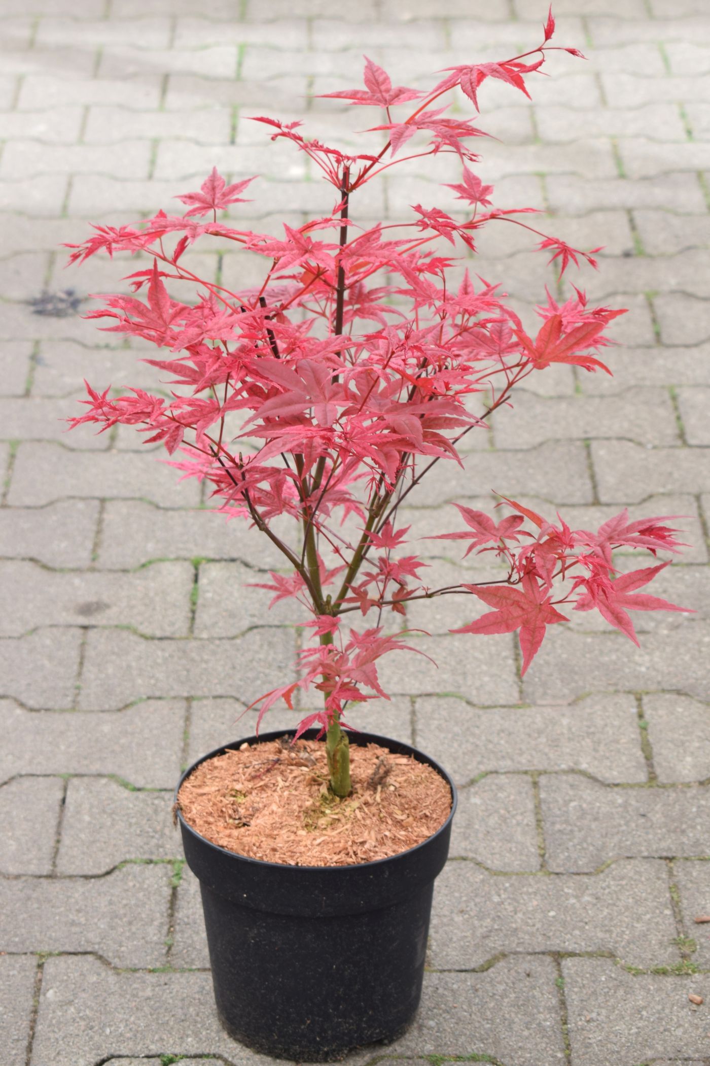 Көркем порно қызыл шашты қыз YouTube сайтында армян порносын онлайн көріңіз