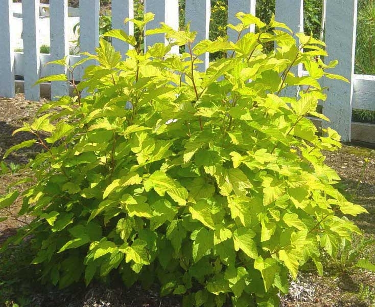 Букиннен жалаңаш