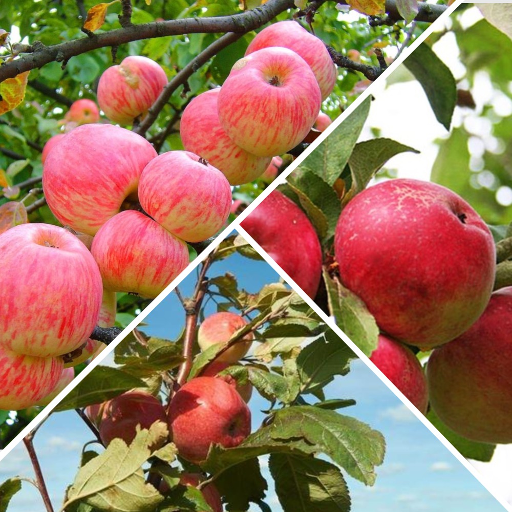 Яблоня Юбиляр Описание Сорта Фото