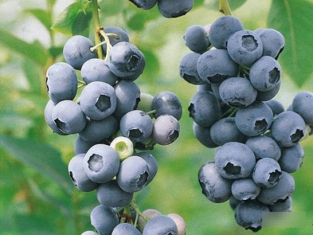 Новейшие Сорта Голубики На 2022 Год Новейшие Сорта Голубики На 2022 Год
