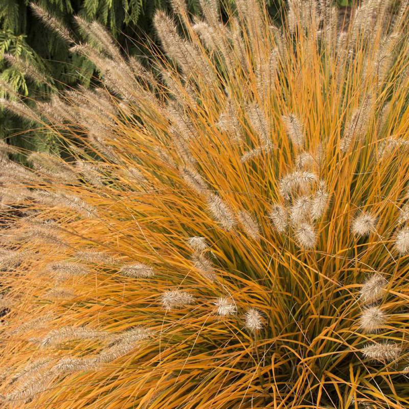 Қоян костюміндегі секс