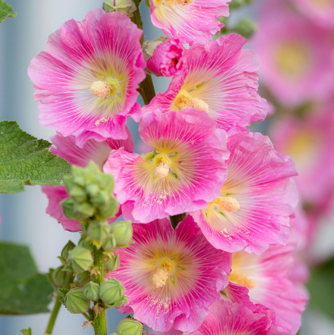 Мальва розовая