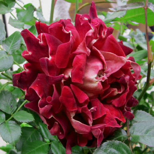 Посадка розы Мистик Раффлс