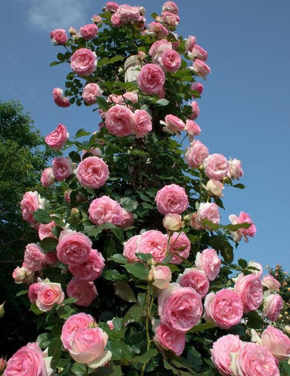 Красивые снимки Пьера де Ронсар