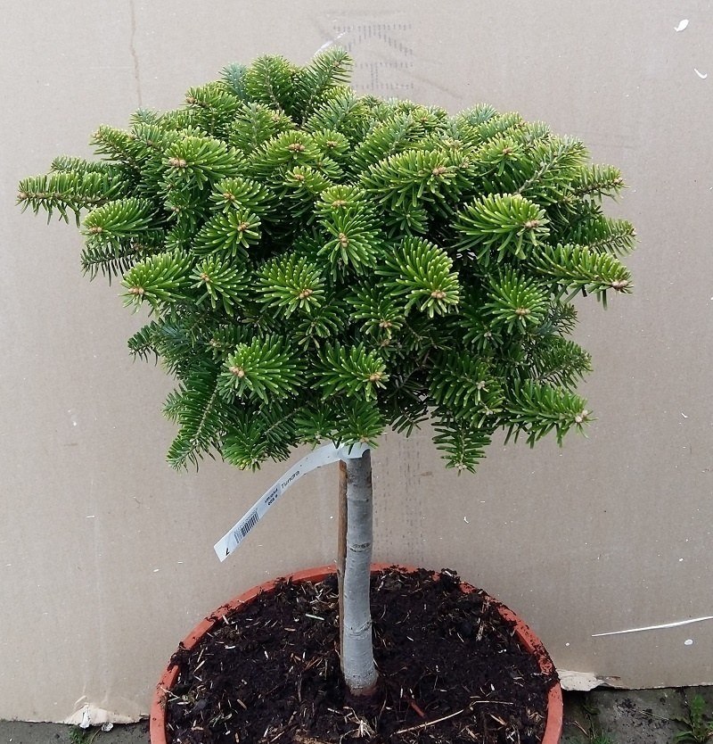 ПихтакорейскаяТундранаштамбе