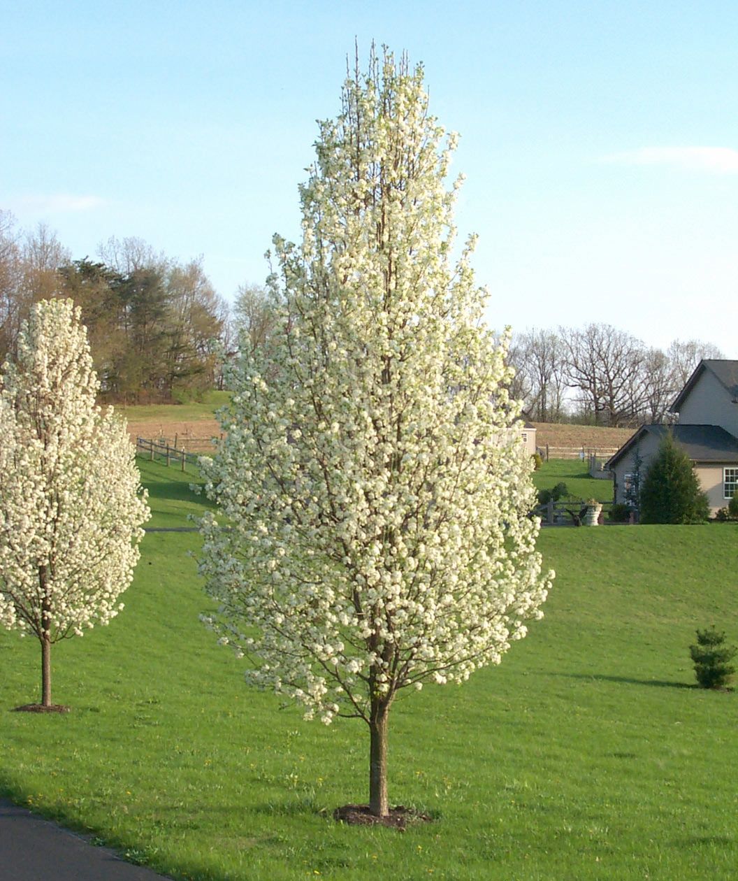 Гибриды деревьев. Груша Каллери (Pyrus calleryana). Груша Шантеклер. Груша каллериана Шантеклер. Декоративных груша каллериана Шантеклер.