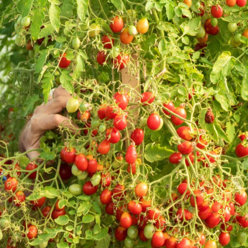 Томат монпансье характеристика и описание. Томат черри монпансье. Томат монпансье характеристика и описание. Партнер томат монпансье. Томат монпансье.