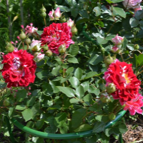 Размер куста