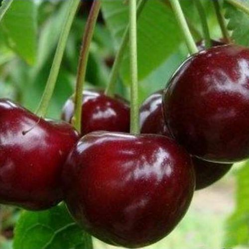 Купить Саженцы Дюка В Интернет Магазине Недорого Купить Саженцы Дюка В Интернет Магазине Недорого