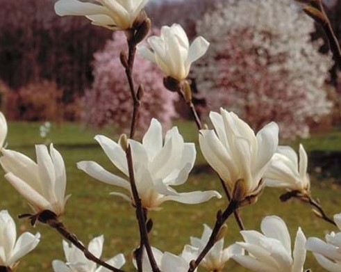 Emma magnolia xo onlyfans