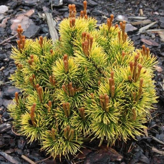 Анальды жыныстық қатынас геморройды тудыруы мүмкін.