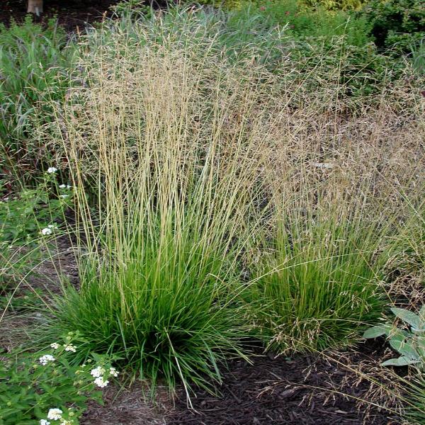 Rus taksi haydovchisi porno Kashmoti juda kop sperma