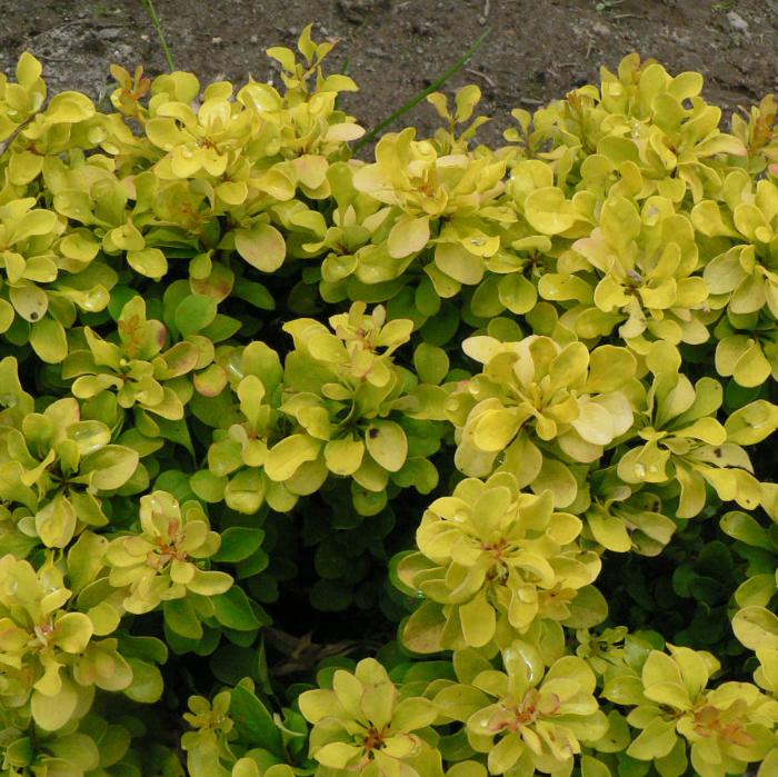 Жыныссыз ерлер мен әйелдердің жыныстық позициялары