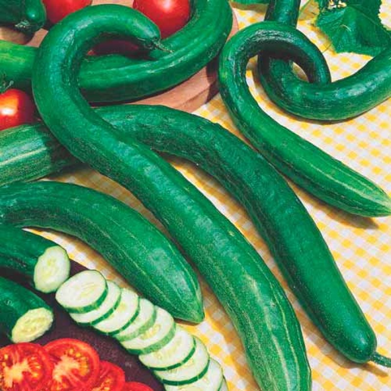 Огурец Зеленый Змей+Зеленый крокодил серия Дуэт, купить саженцы ОгурцаЗеленый Змей F1 +Зеленый крокодил серия Дуэт в Москве в питомнике недорого!