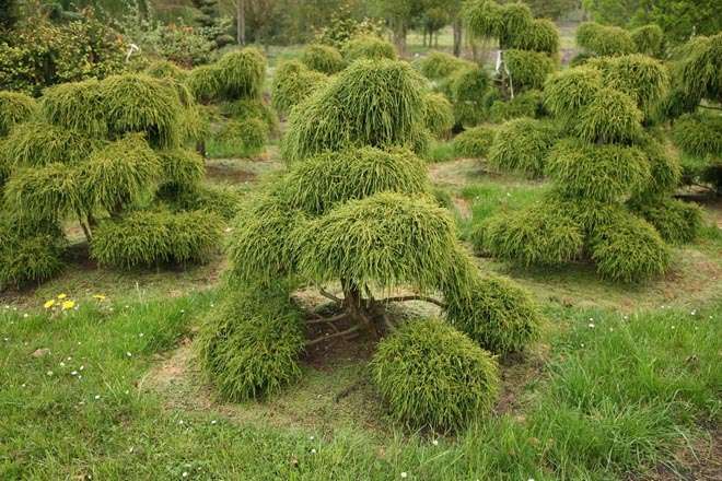 Скродроп хари писе Скродроп хари писе