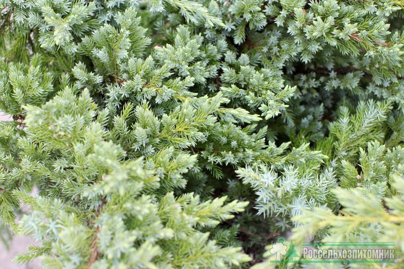 можжевельник чешуйчатый ханнеторп. можжевельник горизонтальный блю швед. можжевельник чешуйчатый свид. можжевельник чешуйчатый швед. можжевельник чешуйчатый блю.