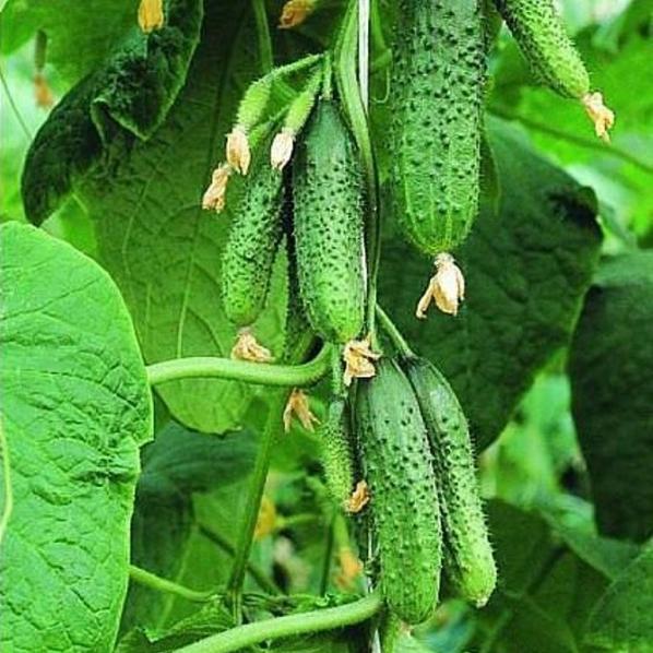 Огурцы кураж картинка