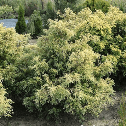 Порно риса омомо Наруто Сакура Хината секс