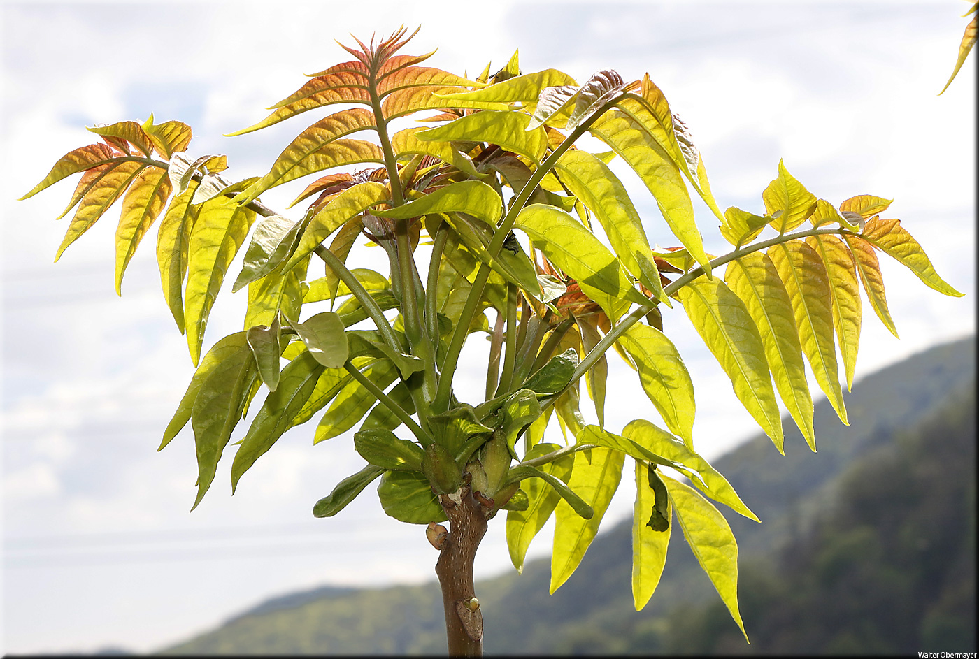 Китайский Ясень Дерево Фото – Telegraph