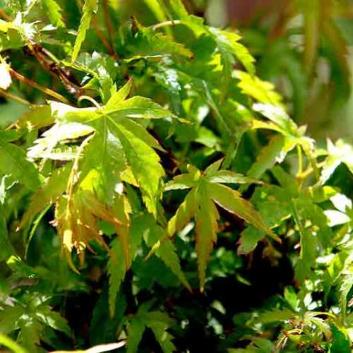 Тәжік қыздары видео секс Сексуалды аққұба лесбиянкалар