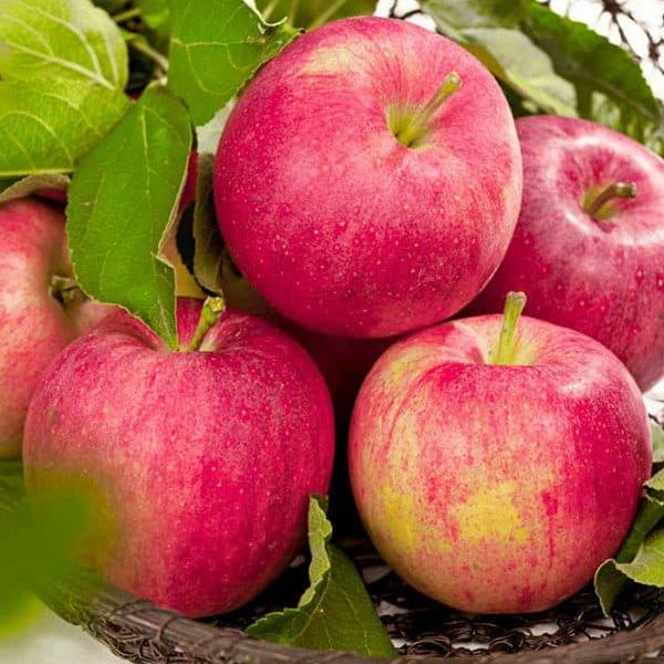 Яблоня Осеннее полосатое, купить саженцы Яблони Осеннее полосатое в Москвев питомнике недорого!