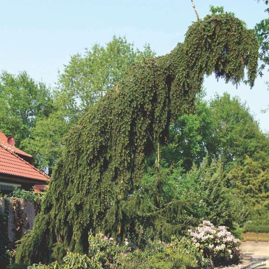 Ель пендула картинки