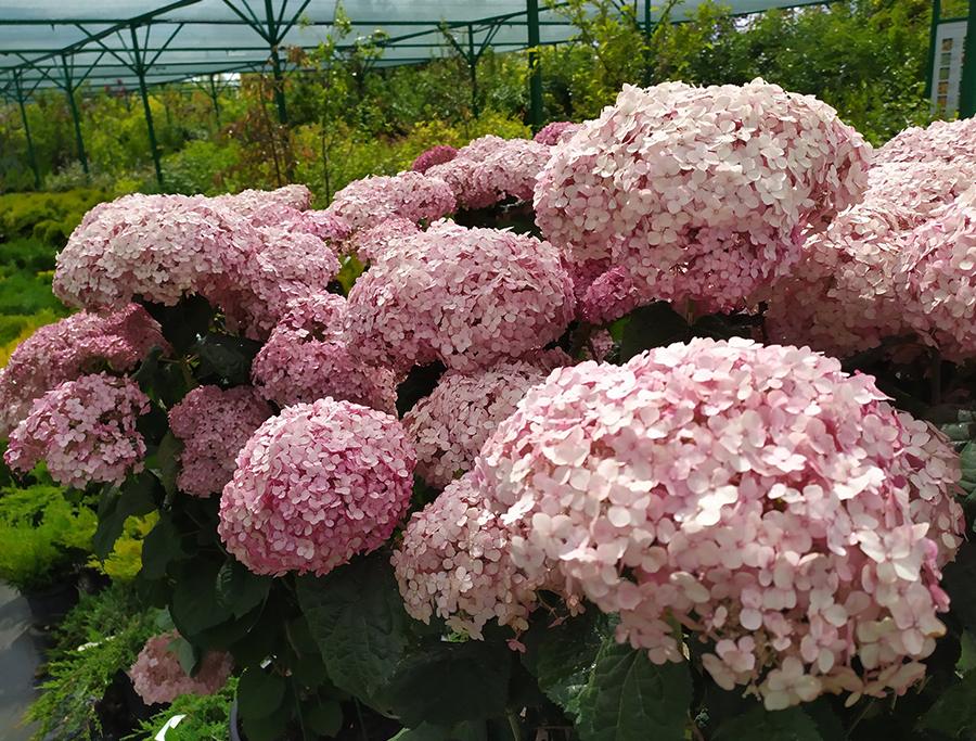 Купить Саженец Черешковой Гортензии В Магазине Минска Купить Саженец Черешковой Гортензии В Магазине Минска