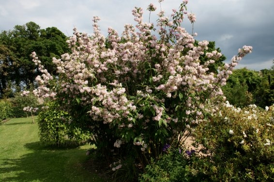 Дейция Монт Роуз Фото фото 10