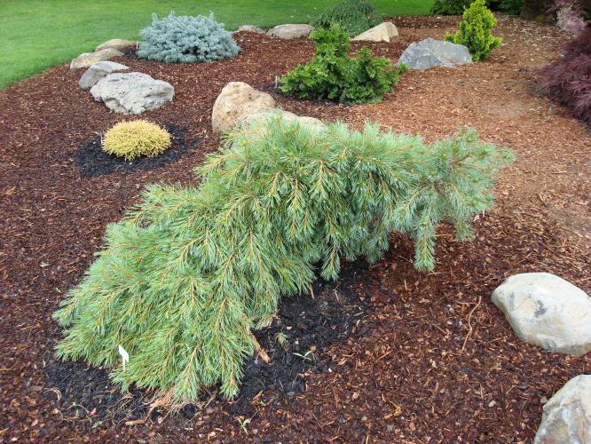 Сексуалды киімдегі қыздардың суреттері