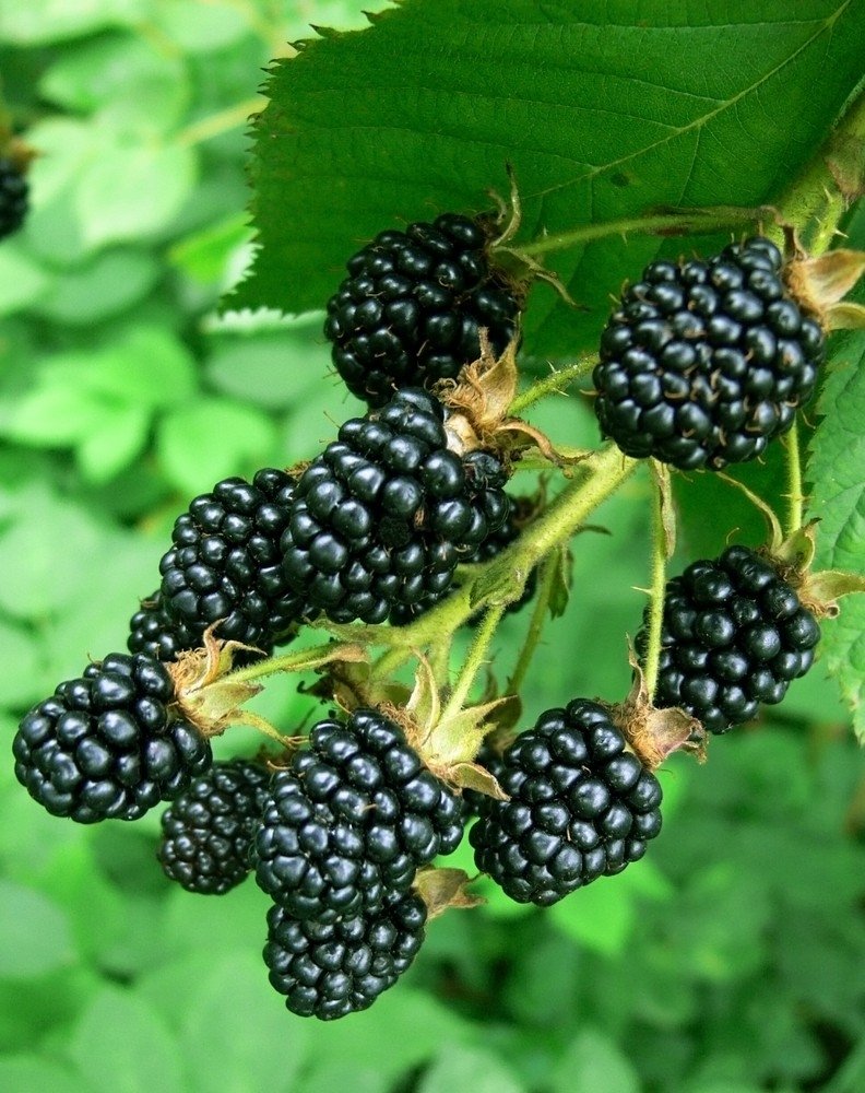 Ежевика кустарник картинка