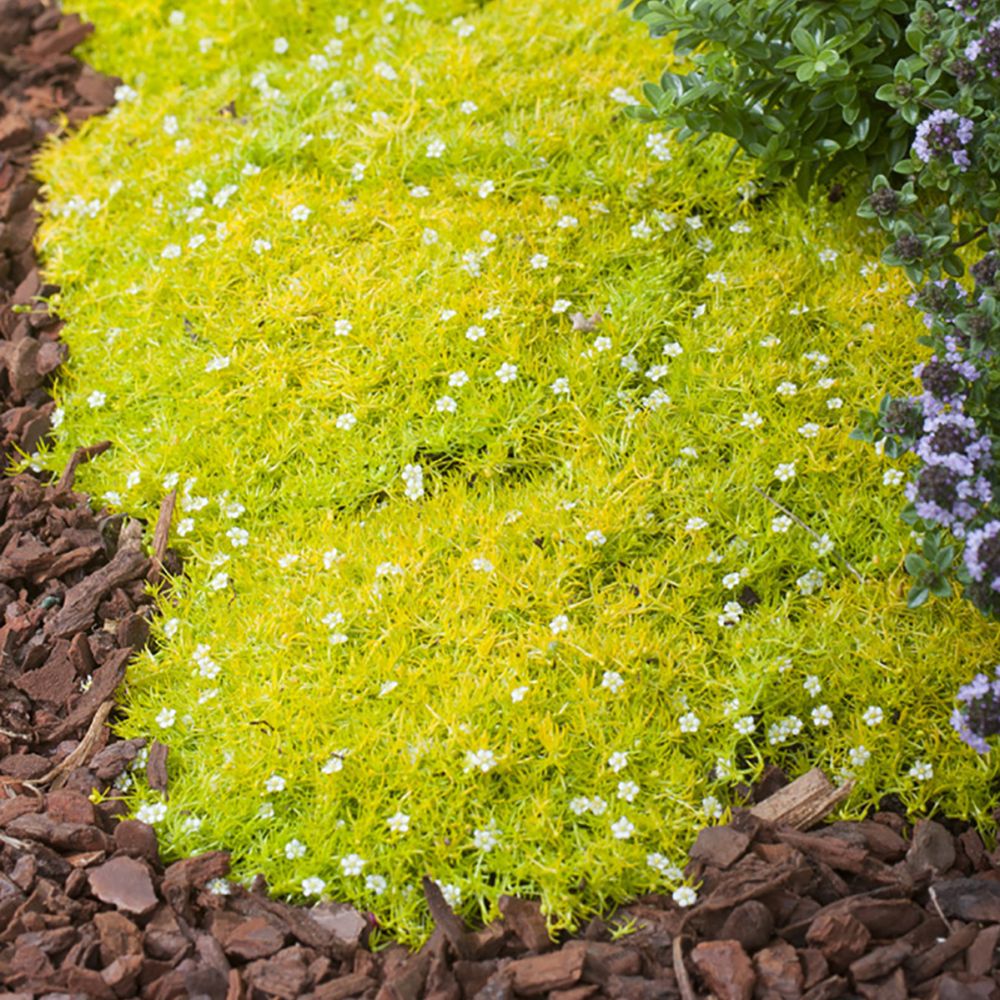 Мшанка Шиловидная Купить Семена