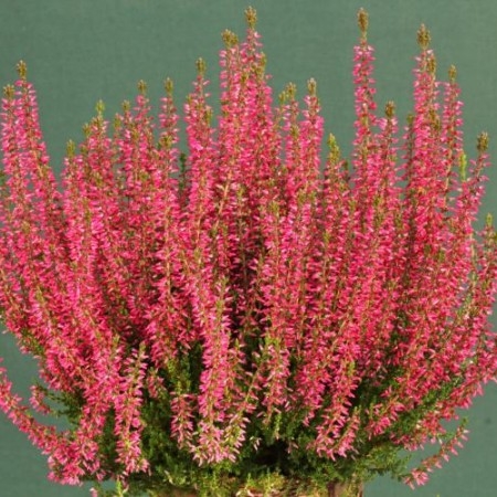 Дарья Сагалова онымен порно секс