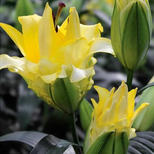 Жалаңаш қыздардың видеосы жоқ