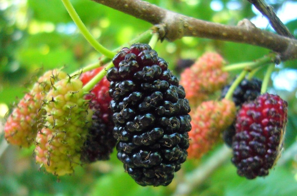 Ягодный Сезон Магазин Berry Season Ягодный Сезон Магазин Berry Season