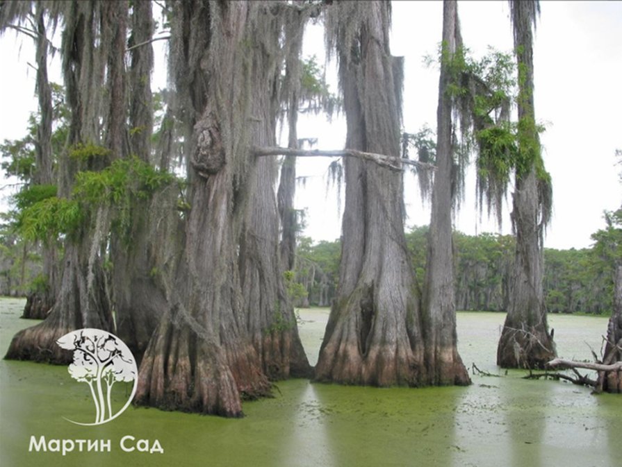 Хвойные растения