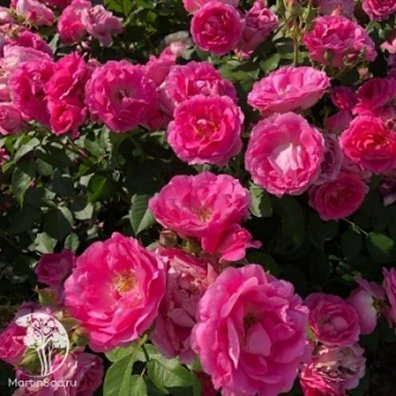 Роза Морден Сентенниал