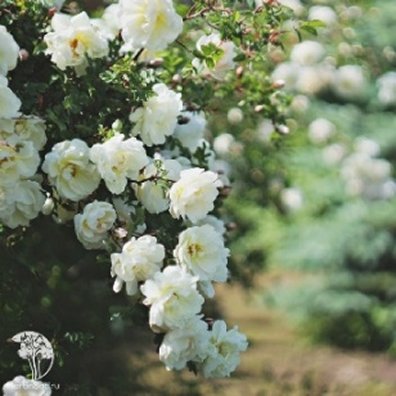 Роза канадская Морден Сноу Бьюти