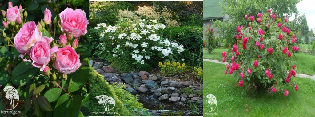 Самые зимостойкие сорта роз