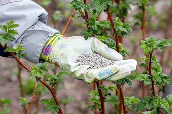 Подкормка малины