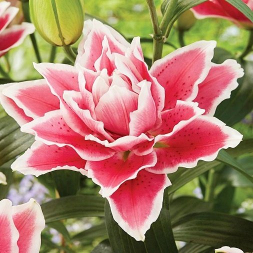 Лилия Розели Саманта