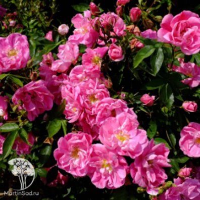 Роза канадская Уильям Баффин