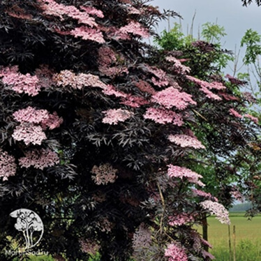 Бузина (Sambucus) Бузина (Sambucus)