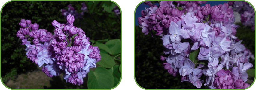 Сирень Катерина Хавемейер