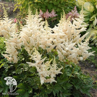 Астильба (Astilbe) Астильба (Astilbe)