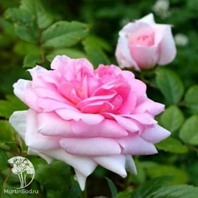 Роза канадская Ламберт Клосс